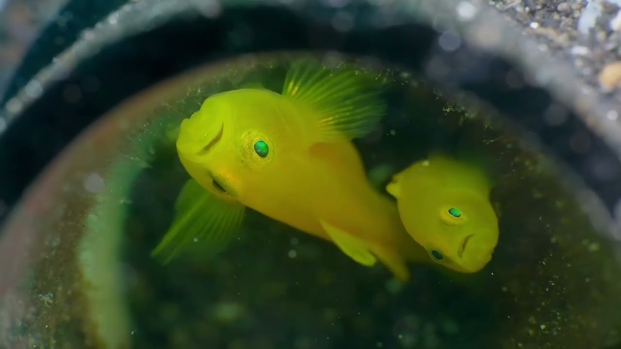 First of 3 videos - Crystal Blue Resort Annual Critterfest Workshop in Anilao, Philippines.