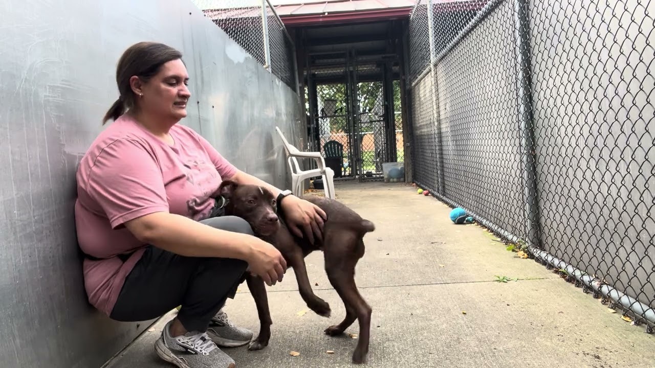 Enlarge Godiva, a Adoptable Pit Bull Terrier in Chicago, IL video 5/5
