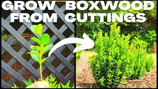 DIY Easy Boxwood (Buxus) Propagation | How To Grow Boxwood From Cuttings & Create Your Own Hedge