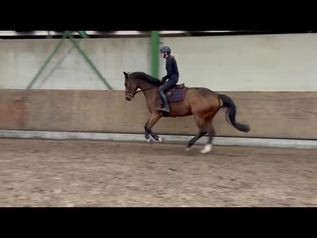 Riding movie at home Palma Balia van Seldsum (Comme il Faut x Zirocco Blue VDL).