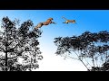 Leopard Jumps On The Tree To Attack Monkey Fierce Battle Of Baboon In India Snake Vs Lizard