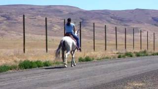 preview picture of video 'Simon Cowell The Gaited Mule'