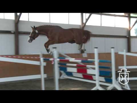 005 Holsteiner Stute von Stanfour - Cardino -  C-Indoctro