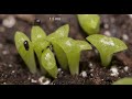 Six years of growing Saguaro cacti from seeds; Sonoran Desert