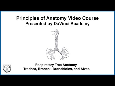 Respiratory Tree Anatomy - Trachea, Bronchi, Bronchioles, and Alveoli [Thorax Anatomy 4 of 16]