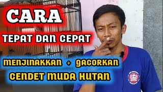 Download lagu THE MOST APPROPRIATE AND QUICK WAY TO TAME   TRAINING YOUNG FOREST CENDET || BANG UCUP'S VERSION mp3