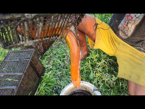 Eel Fish video || Amazing  Giant Eel fishing Skill on the sea ||