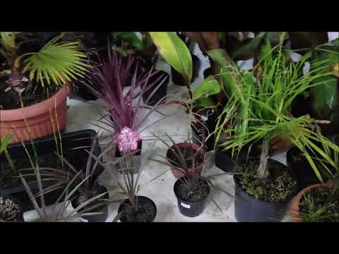 Zimownia, opryski na mszyce i przędziorki.