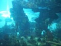 The Seas With Nemo Friends Aquariums 2012 Disney World