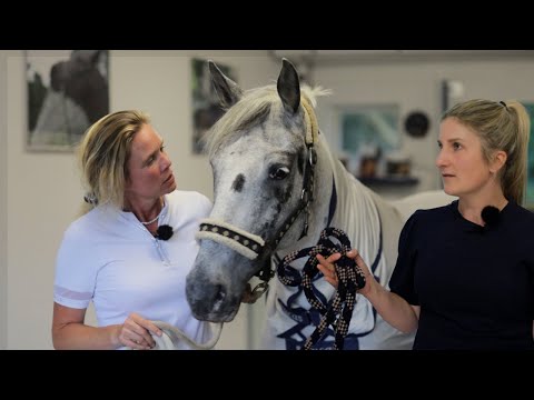 Üble Überraschung nach Pferdekauf - Knabstrupper Stute zu Hause plötzlich ein anderes Pferd