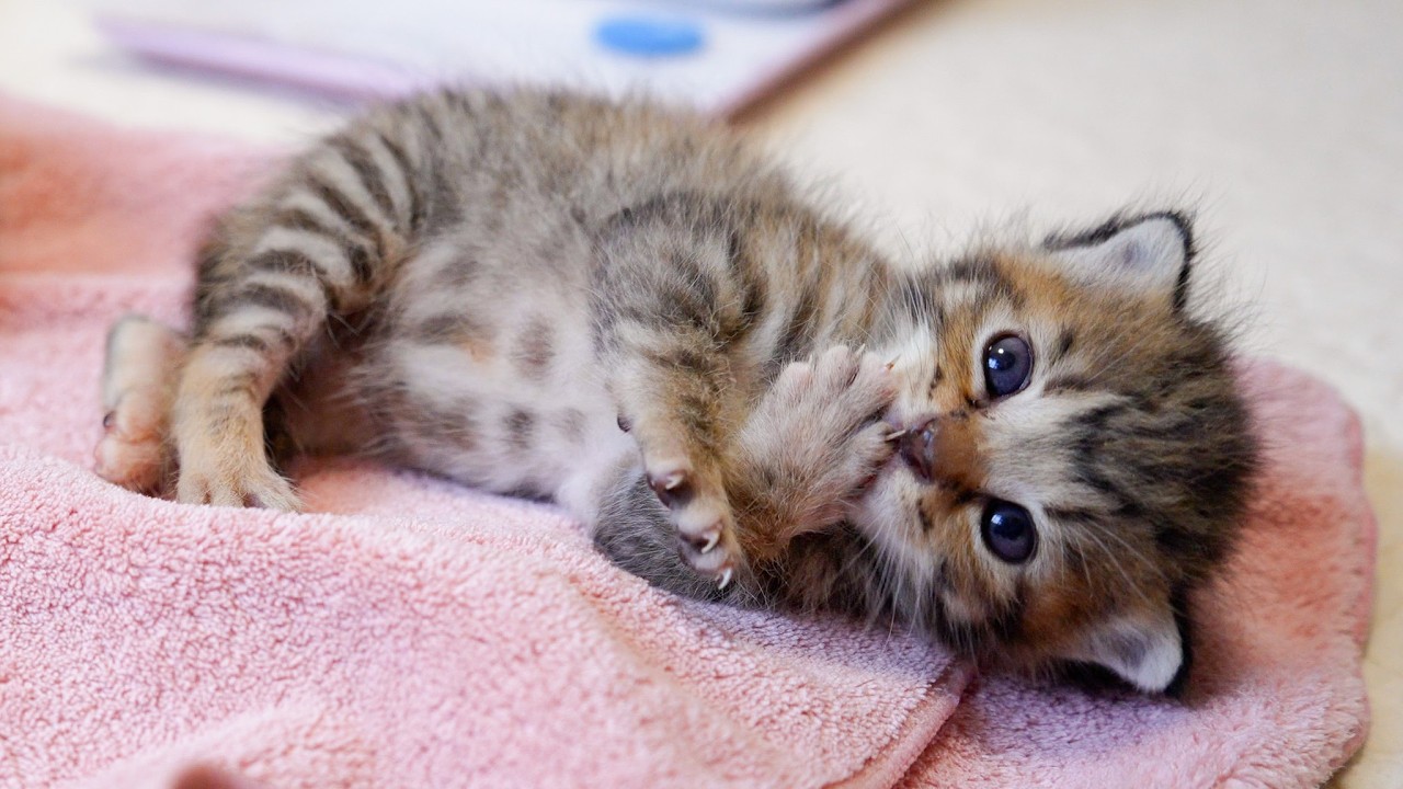 Tiny Kitten Falls Asleep Sucking Its Tiny Paw After a Full Milk Feeding 🍼