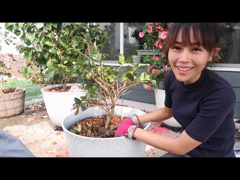 Pruning and Fertilizing Container Camellias in Spring // Zone 8b PNW Home Garden