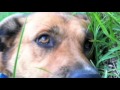 Stumpy Spy Dog Trailer