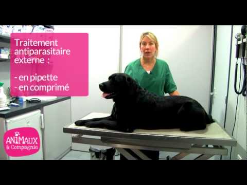 comment appliquer pipette anti puce chien