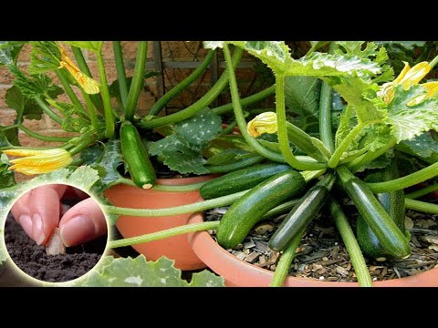 , title : 'How To Growing, Fertilizing, And Harvesting Zucchini From seeds in Pots | Zucchini Plant Care'