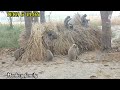 Monkey Family Bandar Pariwar Langoor Langur Banar Hanuman मंकी फैमिली बन्�