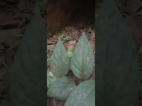 Dizem que esse túnel leva pra São thomé das letras,procede isso?