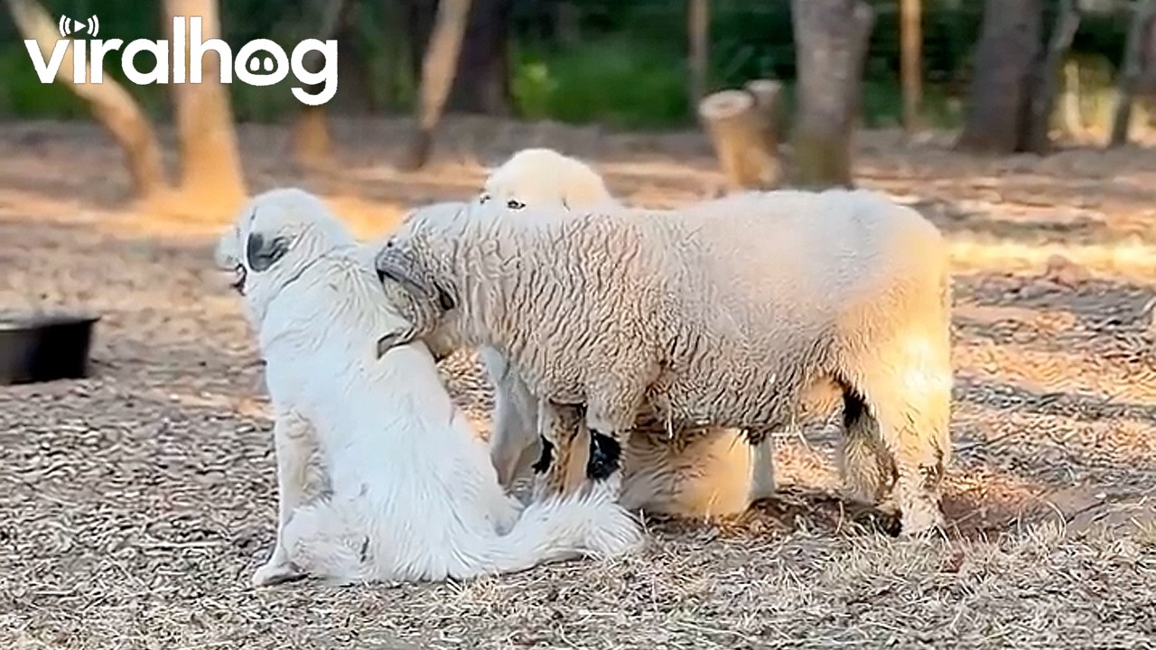 Sheep Nuzzles Livestock Guardian Dog || ViralHog