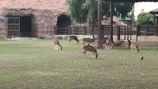 preview picture of video 'Deer | Al khor park | Qatar'