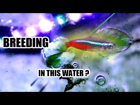 Breeding Neon Tetra with Old Water.