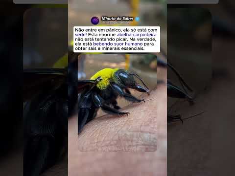 Esta Abelha Está Bebendo Suor Humano 🐝💦
