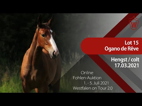 "Westfalen on Tour 2.0"-Auktion - Lot 15 Ogano de Rêve v. Ogano Sitte - Nabab de Reve