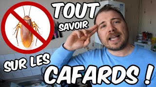 Comment se débarrasser des cafards dans son appartement ?