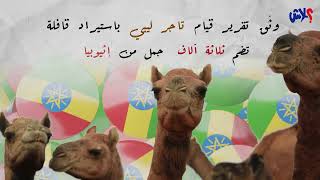 الموسم الثاني : عندك علم الحلقة ( 12 ) :  كيف تُهدر ثروة الإبل في أرض الإبل ؟