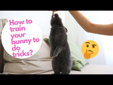 HOW TO TRAIN YOUR BUNNY TO DO TRICKS?