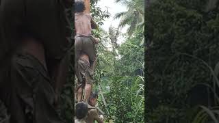 Download lagu bocil panjat pinang mp3 Download lagu bocil panjat pinang mp3