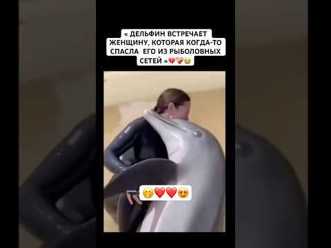 У дельфинов удивительная память😍❤️#рек#животное #дельфины