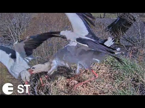 Baltie stārķi Tukuma novadā - First white stork conflict / Первый конфликт белых аистов