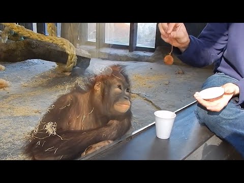Un singe obsédé par un tour de magie ! Réaction animale la plus drôle