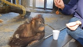 Monkey Obsessed with Magic Trick! Funniest Animal Reaction