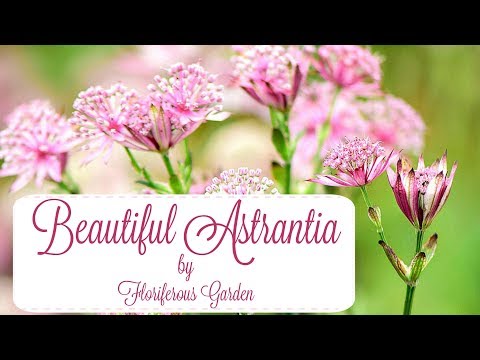 Astrantia flowers