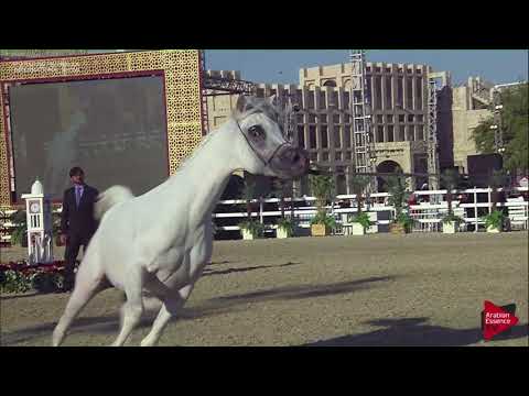 N.146 JULAIBEEB AL FAHED - 2019 Qatar Int. Peninsula show - Stallions 4 to 10 years old (Class 10)