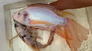 Download lagu Pemijahan nila kumpay jumbo dengan sangat mudah mp3