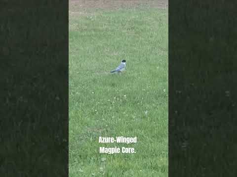 Azure-Winged Magpie Core. #magpies #core #funnyanimals #animals #birds #cute #youtubeshorts