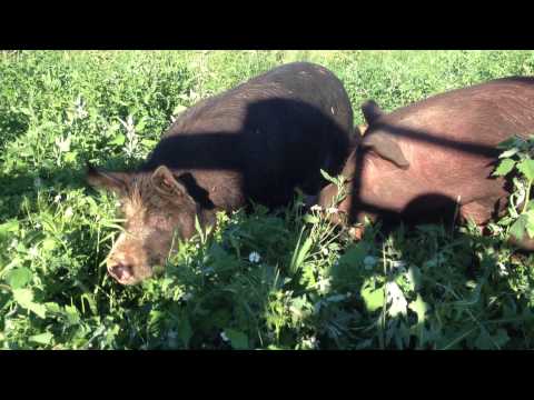 download lagu mp3 mp4 Pasture Raised Berkshire Pork, download lagu Pasture Raised Berkshire Pork gratis, unduh video klip Pasture Raised Berkshire Pork