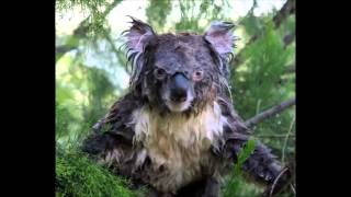 extreme koala death metal