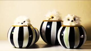 Nice Weather for Ducks - Lemon Jelly