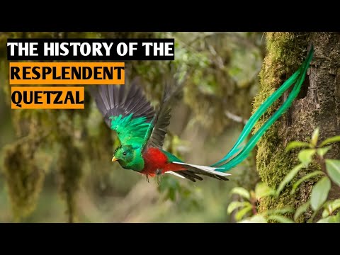 "The History and Majesty of the Resplendent Quetzal | Evolution INSIGHTS"