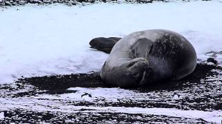 Deception Island: Weddell Seal jawning and streching