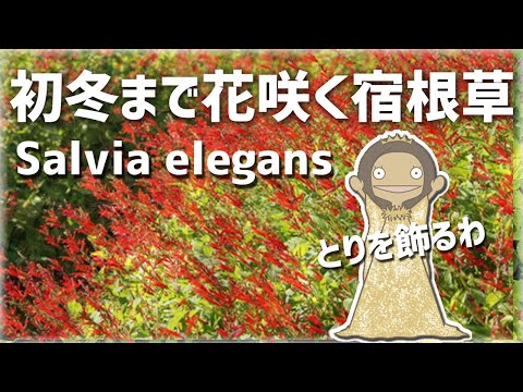 ステップセージ 植物