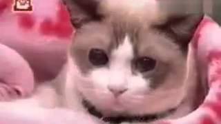 [問卦] 天啊！咪咪師父轉世成功了？