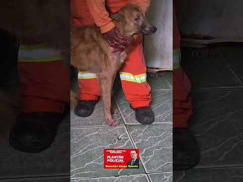 🚨 MULHER É PRESA POR MAUS-TRATOS CONTRA ANIMAIS EM BRAGANÇA PAULISTA