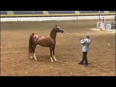 الفحل لهيب البداير ابن فرفالدي ❤🍃