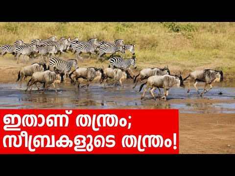 Sancharam | Tanzania - 11 | Santhosh George Kulangara | Safari TV