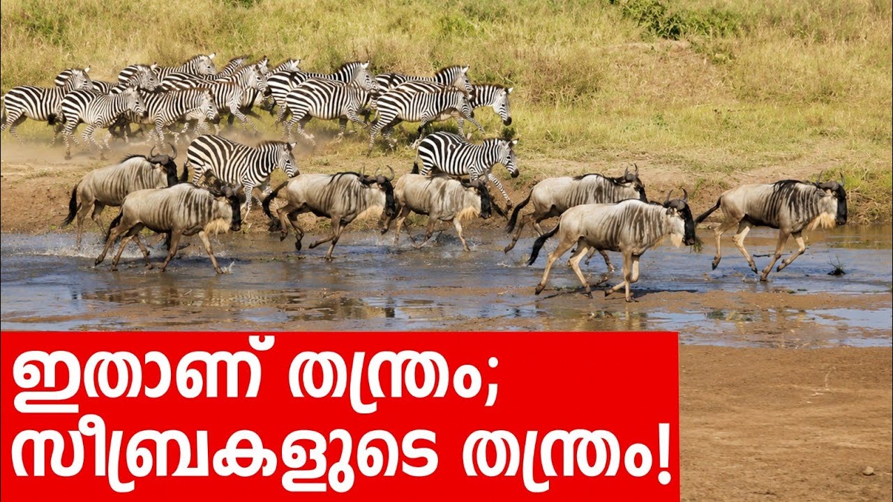 Sancharam | Tanzania - 11 | Santhosh George Kulangara | Safari TV