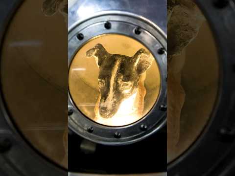 Laika Dog in Space 😲